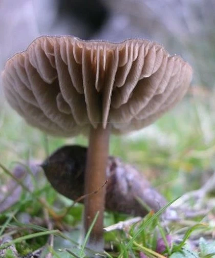 Recogida de setas en Pereruela