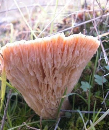 Recogida de setas en los Arribes