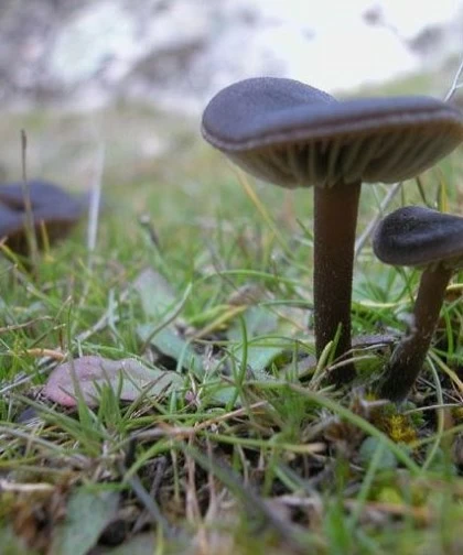 Recogida de setas en Pereruela