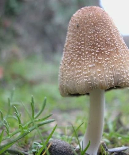 Recogida de setas en los Arribes